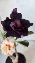 ENXERTO 11676 – 30cm (cor LM 667 e LM 449) - Imagem 4