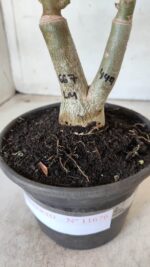 ENXERTO 11676 – 30cm (cor LM 667 e LM 449) - Imagem 10