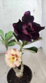 ENXERTO 11676 – 30cm (cor LM 667 e LM 449) - Imagem 5