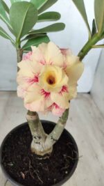 ENXERTO 11676 – 30cm (cor LM 667 e LM 449) - Imagem 6