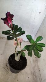 ENXERTO 11676 – 30cm (cor LM 667 e LM 449) - Imagem 8