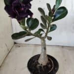 ENXERTO 11677 – 25cm (cor LM 449)