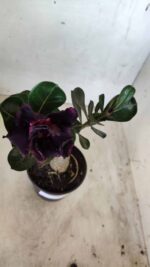 ENXERTO 11677 – 25cm (cor LM 449) - Imagem 9