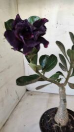 ENXERTO 11677 – 25cm (cor LM 449) - Imagem 7