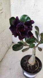 ENXERTO 11677 – 25cm (cor LM 449) - Imagem 5