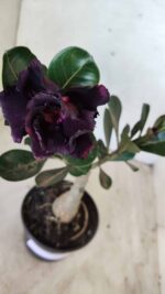 ENXERTO 11677 – 25cm (cor LM 449) - Imagem 3