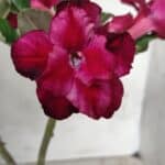 ENXERTO 11679 – 30cm (cor LM 956)