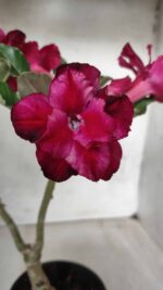 ENXERTO 11679 – 30cm (cor LM 956)