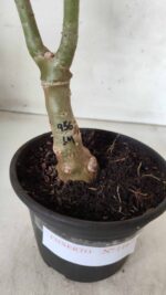 ENXERTO 11679 – 30cm (cor LM 956) - Imagem 6