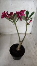 ENXERTO 11679 – 30cm (cor LM 956) - Imagem 5