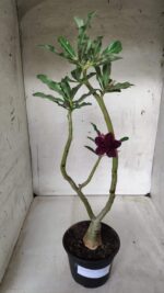 ENXERTO 11681 – 30cm (cor LM 434) - Imagem 2