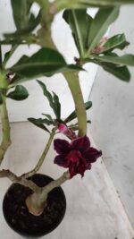 ENXERTO 11681 – 30cm (cor LM 434) - Imagem 4