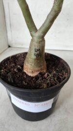 ENXERTO 11681 – 30cm (cor LM 434) - Imagem 6