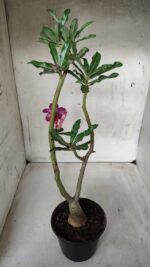 ENXERTO 11681 – 30cm (cor LM 434) - Imagem 5