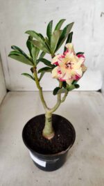 ENXERTO 11690 – 25cm (cor LM 704) - Imagem 2