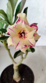 ENXERTO 11690 – 25cm (cor LM 704)