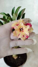 ENXERTO 11690 – 25cm (cor LM 704) - Imagem 4