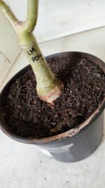 ENXERTO 11690 – 25cm (cor LM 704) - Imagem 8