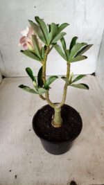 ENXERTO 11690 – 25cm (cor LM 704) - Imagem 6