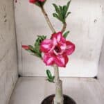 ENXERTO 11691 – 30cm (cor LM 629)