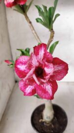 ENXERTO 11691 – 30cm (cor LM 629) - Imagem 3