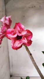 ENXERTO 11691 – 30cm (cor LM 629) - Imagem 5