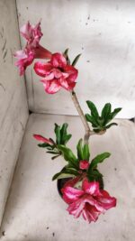 ENXERTO 11691 – 30cm (cor LM 629) - Imagem 4