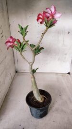 ENXERTO 11691 – 30cm (cor LM 629) - Imagem 6