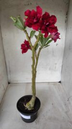 ENXERTO 11692 – 30cm (cor LM 526) - Imagem 2