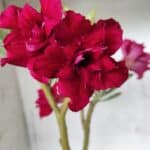 ENXERTO 11692 – 30cm (cor LM 526)