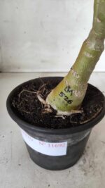 ENXERTO 11692 – 30cm (cor LM 526) - Imagem 8