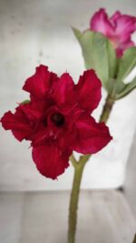 ENXERTO 11692 – 30cm (cor LM 526) - Imagem 4