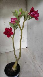 ENXERTO 11692 – 30cm (cor LM 526) - Imagem 7