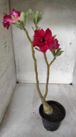 ENXERTO 11692 – 30cm (cor LM 526) - Imagem 6