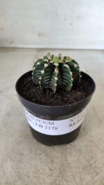 GYMNOCALYCIUM Friedrichii LB 2178 - Nº 377 – vaso 09 - Imagem 2