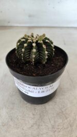 GYMNOCALYCIUM Friedrichii LB 2178 - Nº 377 – vaso 09 - Imagem 6