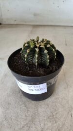 GYMNOCALYCIUM Friedrichii LB 2178 - Nº 377 – vaso 09 - Imagem 7