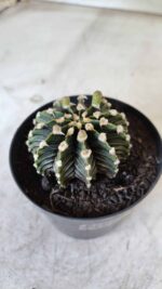 GYMNOCALYCIUM Friedrichii LB 2178 - Nº 377 – vaso 09 - Imagem 10