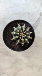 GYMNOCALYCIUM Friedrichii LB 2178 - Nº 377 – vaso 09 - Imagem 3