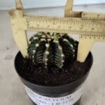 GYMNOCALYCIUM Friedrichii LB 2178 - Nº 377 – vaso 09
