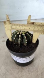 GYMNOCALYCIUM Friedrichii LB 2178 - Nº 377 – vaso 09