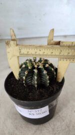GYMNOCALYCIUM Friedrichii LB 2178 - Nº 377 – vaso 09 - Imagem 8