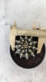 GYMNOCALYCIUM Friedrichii LB 2178 - Nº 377 – vaso 09 - Imagem 5