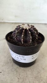 GYMNOCALYCIUM Friedrichii LB 2178 "Purple" - Nº 381 – vaso 09 - Imagem 2