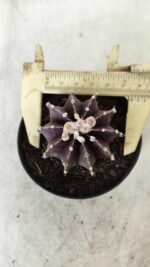 GYMNOCALYCIUM Friedrichii LB 2178 "Purple" - Nº 381 – vaso 09 - Imagem 5