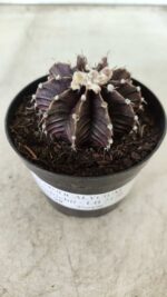 GYMNOCALYCIUM Friedrichii LB 2178 "Purple" - Nº 381 – vaso 09 - Imagem 11