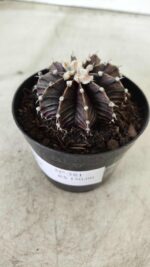 GYMNOCALYCIUM Friedrichii LB 2178 "Purple" - Nº 381 – vaso 09 - Imagem 10