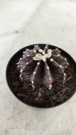 GYMNOCALYCIUM Friedrichii LB 2178 "Purple" - Nº 381 – vaso 09 - Imagem 9