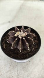 GYMNOCALYCIUM Friedrichii LB 2178 "Purple" - Nº 381 – vaso 09 - Imagem 6