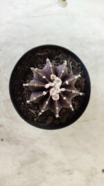 GYMNOCALYCIUM Friedrichii LB 2178 "Purple" - Nº 381 – vaso 09 - Imagem 3